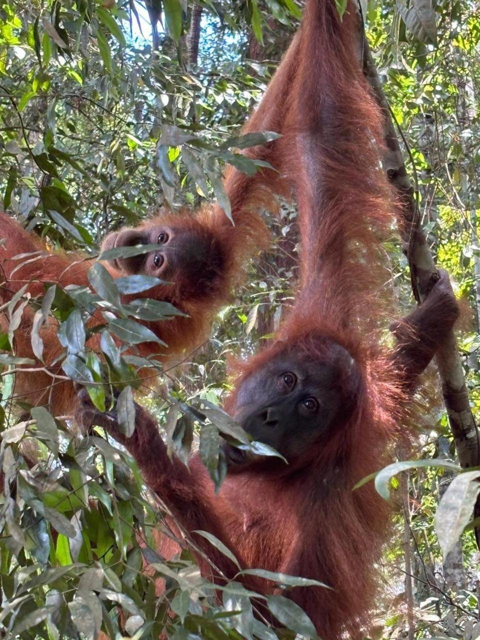 Indra Valley Inn Bukit Lawang Exteriér fotografie